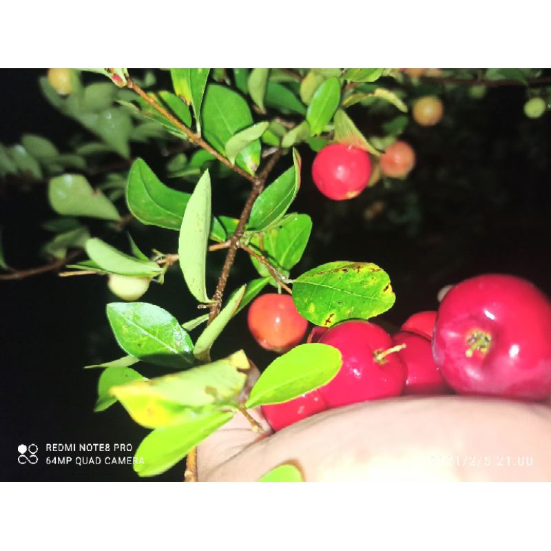 bibit bahan bonsai sianci/cerry barbados