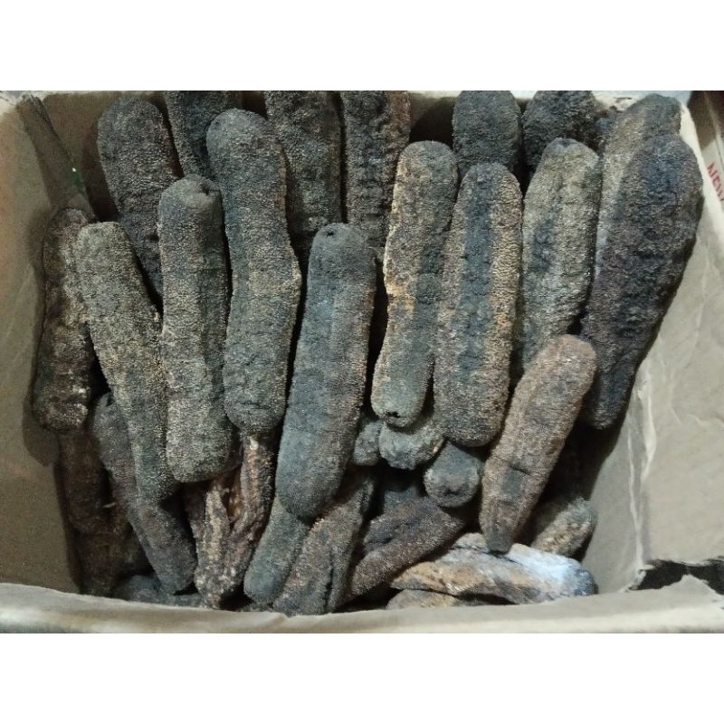 

Teripang Bintik Kering 200g/Haisim Cut bi/Hoi Sem