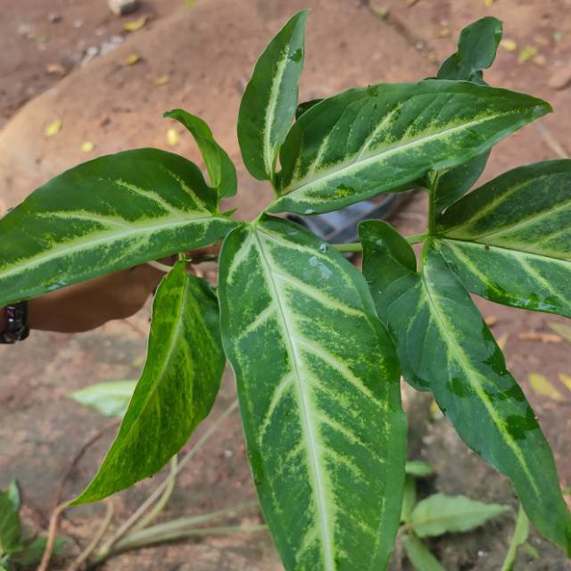 SYNGONIUM PODODHYLLUM SCHOTT TANAMAN HIAS BUNGA SYNGONIUM  FIVE FINGER VARIGATED BATIK MURAH