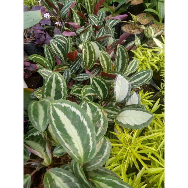 

calathea murah