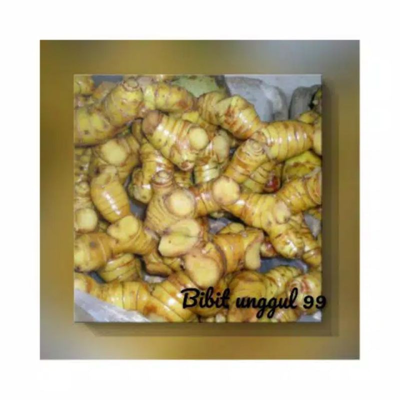 

Lengkuas segar alami 1 kg