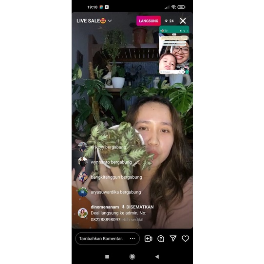 Episcia Pink Panther