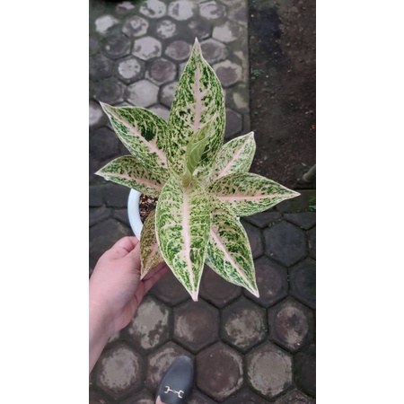 Aglonema Mutiara siam