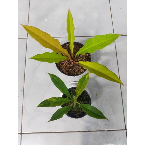 philodendron ring of fire