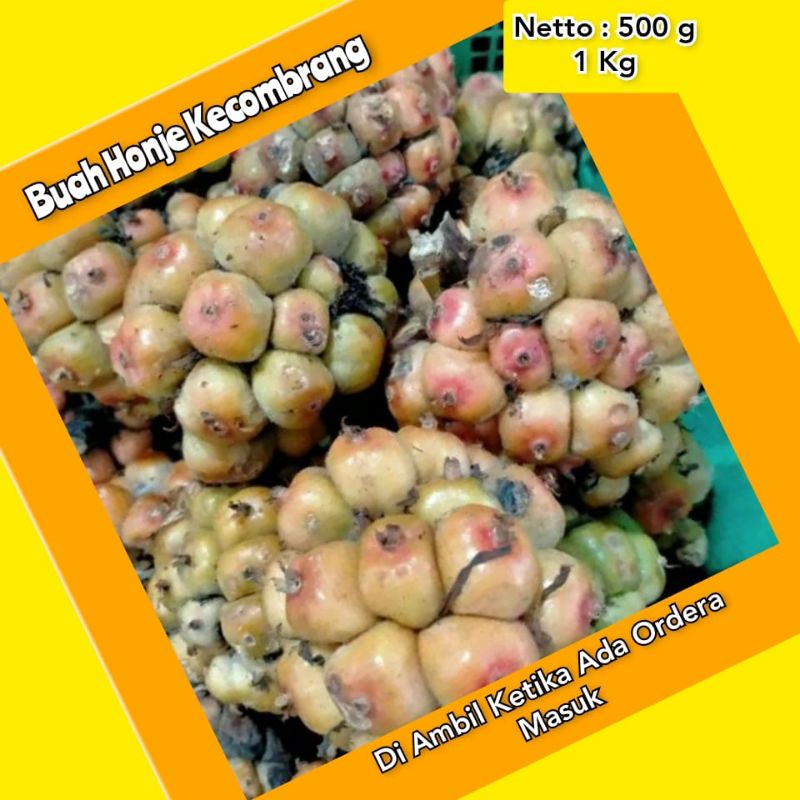 

BUAH HONJE KECOMBRANG SEGAR BARU PETIK
