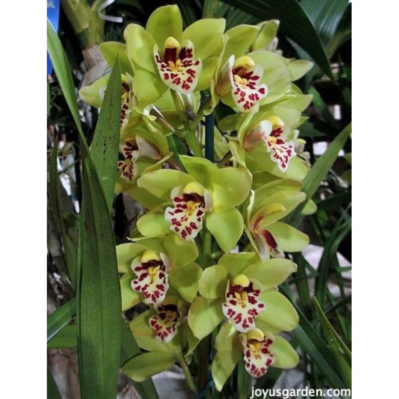 anggrek tanah cimbidium hijau lidah putih totol.belum berbunga