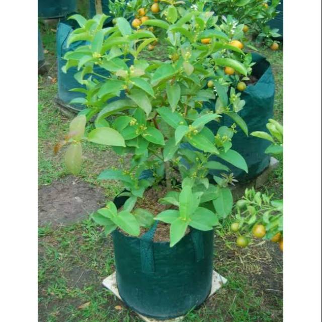 Planter bag 50 Liter