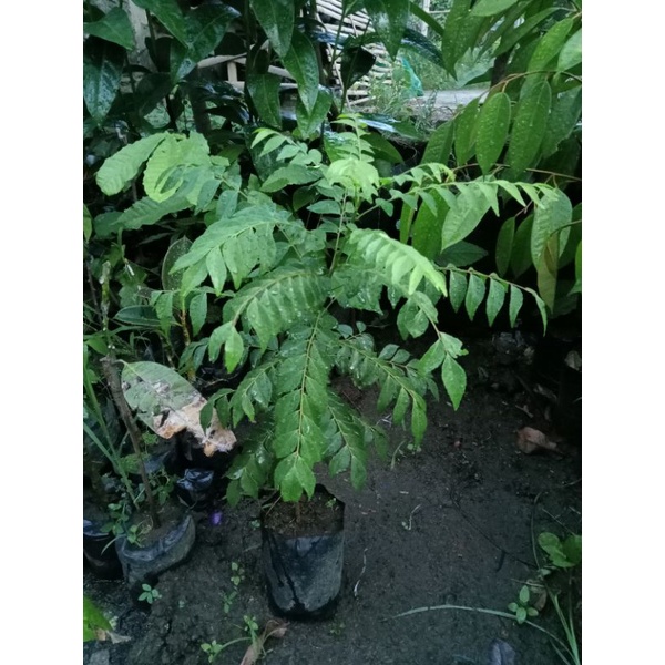 bibit kare Koja/salam koja