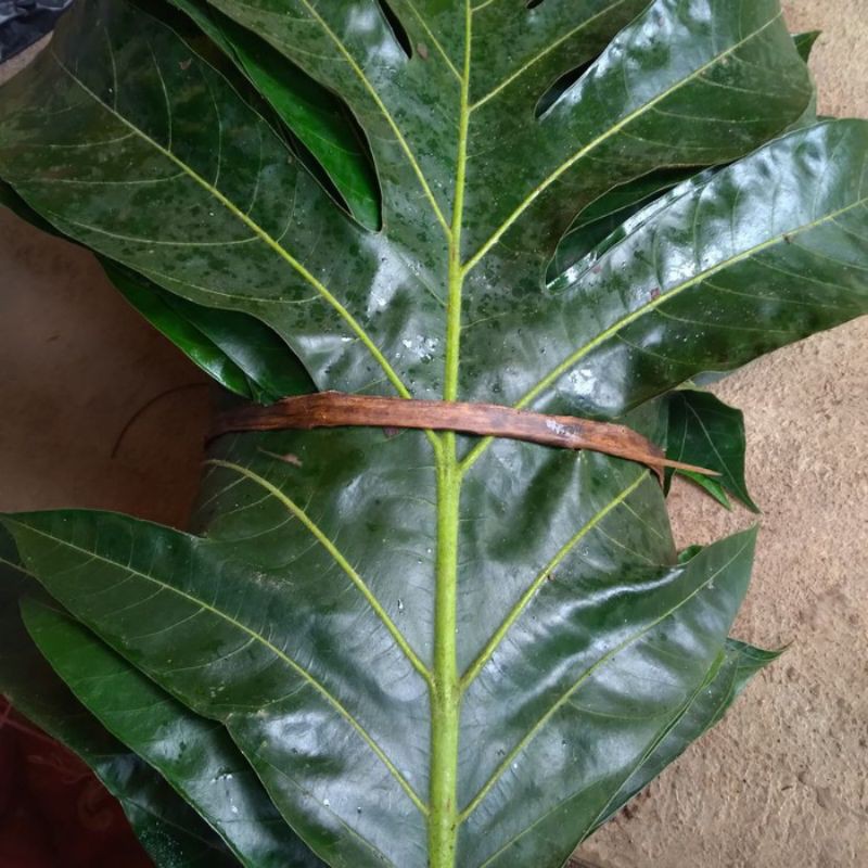 DAUN SUKUN SEGAR 1KG