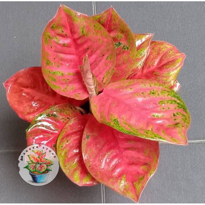 BONGGOL AGLONEMA WULANDARI