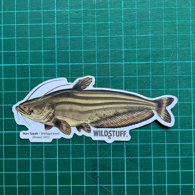 Sticker Wildstuff Ikan Tapah Wallago leerii