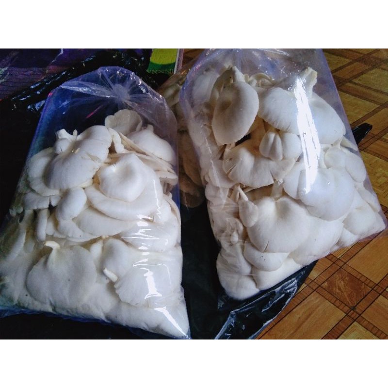 

Jamur Tiram Putih