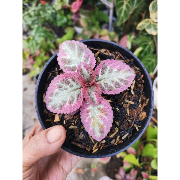 Episcia Cleopatra