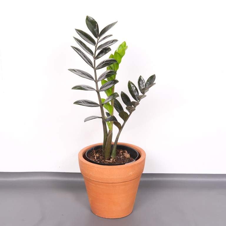 ZAMIA BLACK RAVEN L