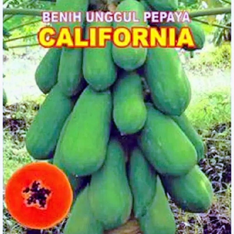 Bibit Buah Kates California Super