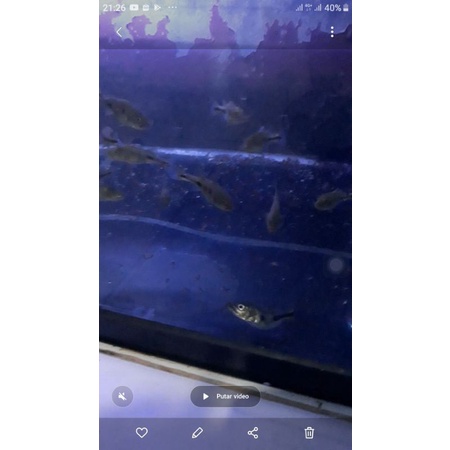 

ikanhiaspeacockbassmono