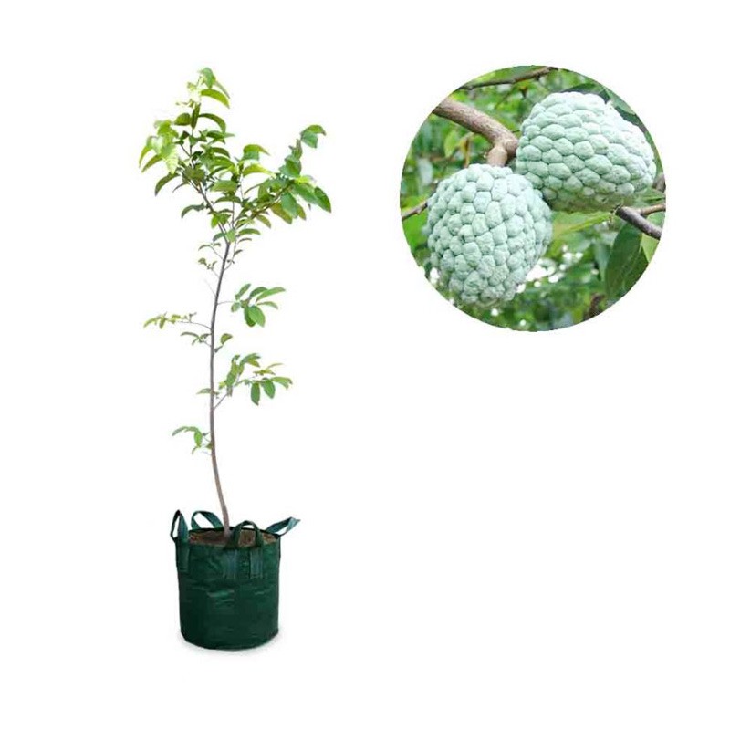 Srikaya Jumbo
