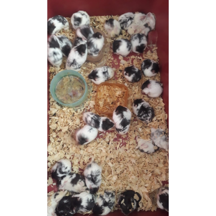 Hamster jenis campbel varian panda