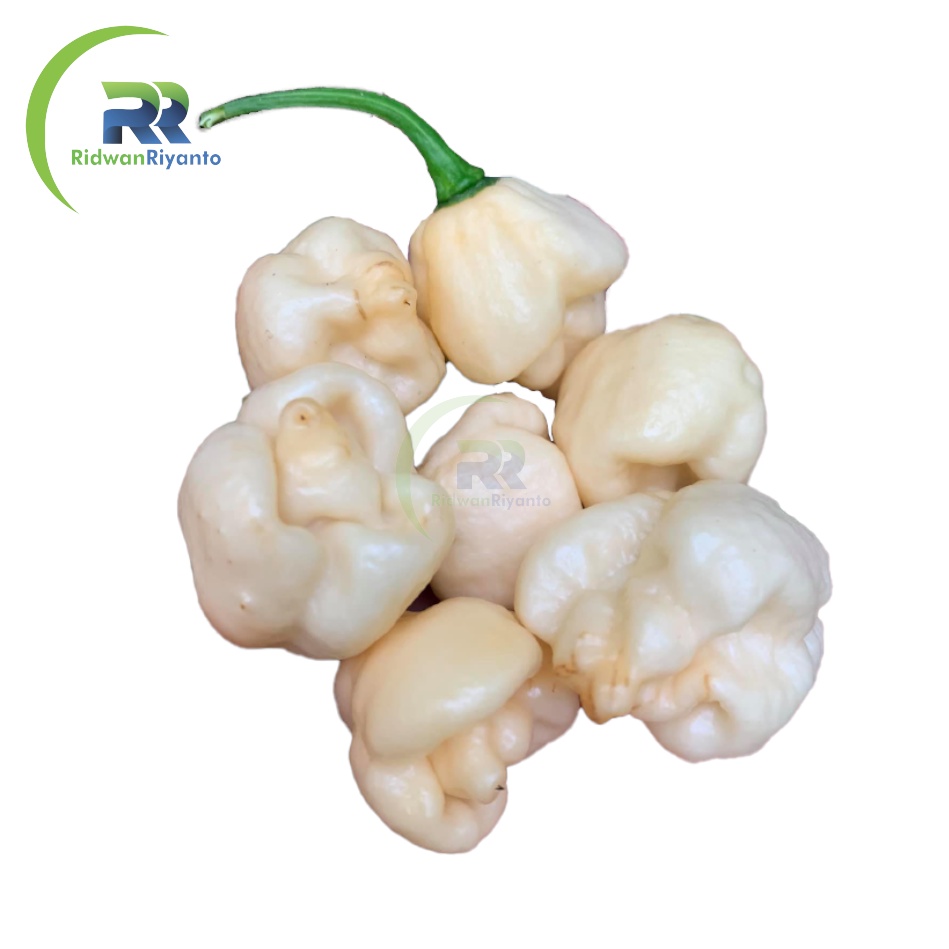 BUAH Cabe CAROLINA REAPER WHITE Cabai Terpedas Nomor 1 di Dunia Versi Guinness World Record