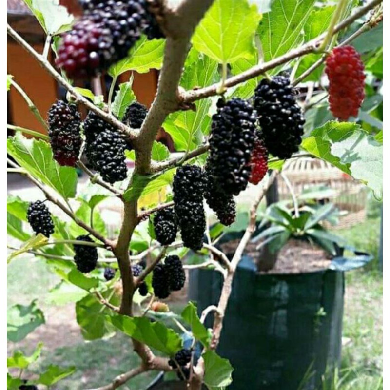 bibit buwah murbei berbuwah