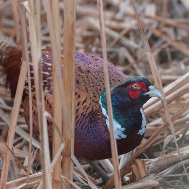 

TELUR AYAM HIAS RINGNECK PHEASANT JENIS HUME'S FERTIL UNTUK DITETASKAN