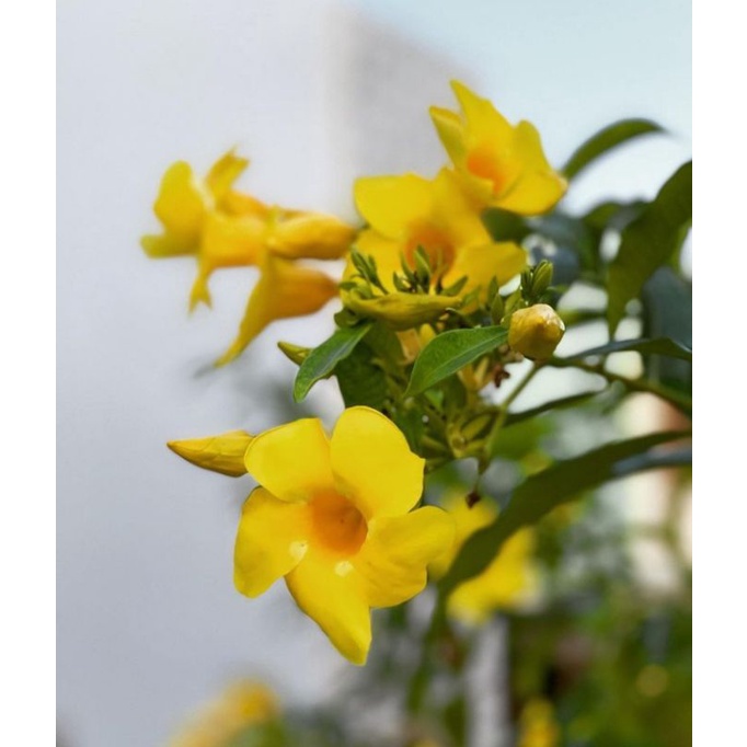 tanaman hias bunga alamanda bunga terompet kuning