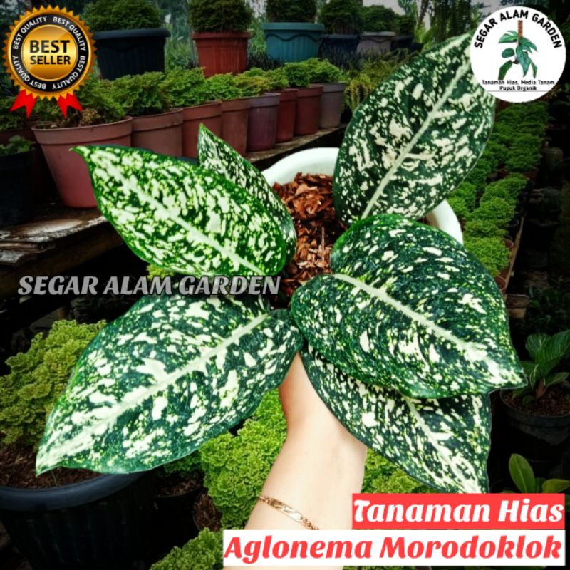 ASLI Tanaman Hias Aglonema Morodoklok Ukuran REMAJA - Aglonema Morodklok