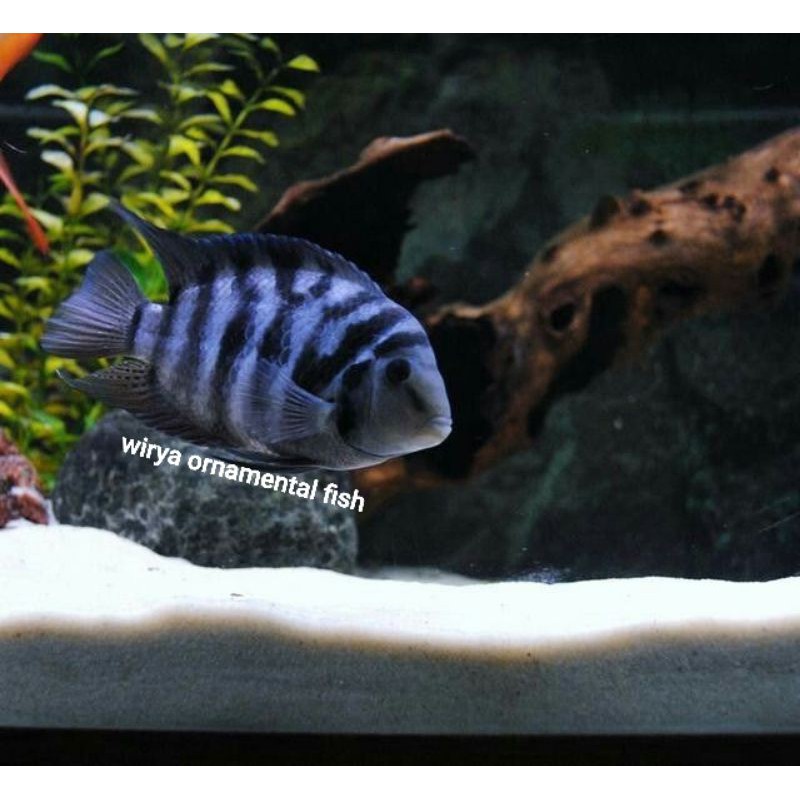 Convict Chiclid / Ikan Ninety Nine / Ikan Zebra Tilapia Ikan Predator