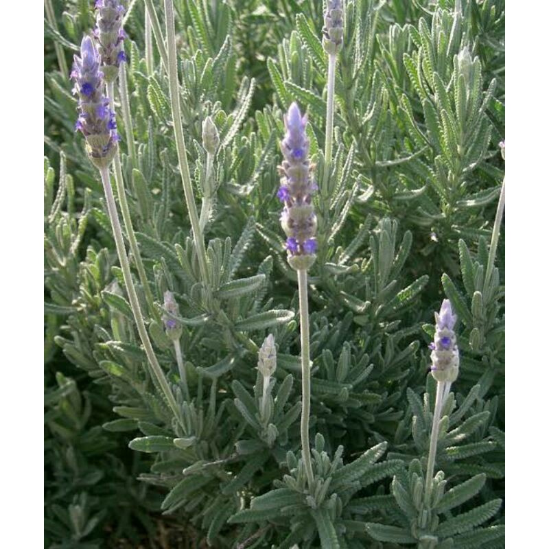 Bibit French Lavender/Lavender French Asli Wangi/Bibit Bunga French Lavender