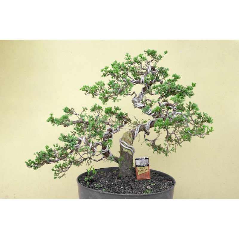 Bonsai Cemara Sinensis