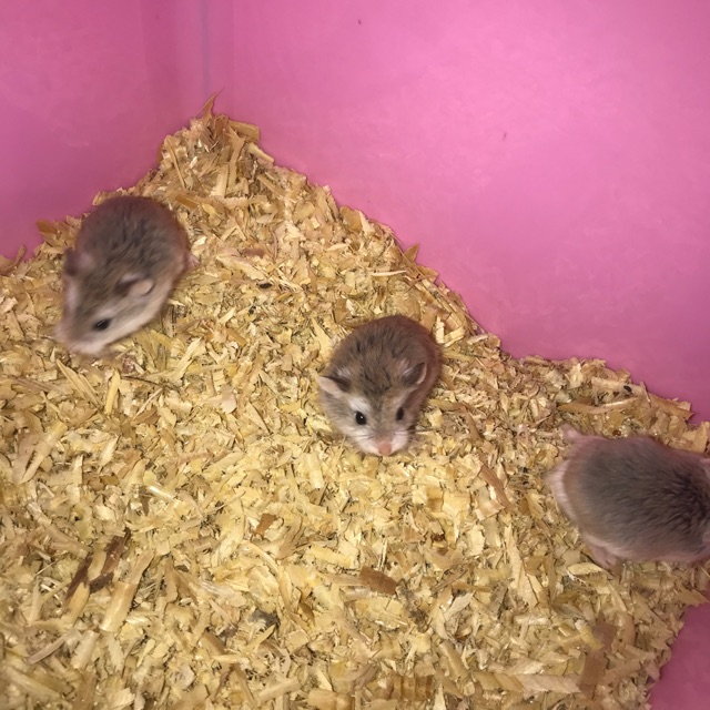 Hamster Roborovski Robo