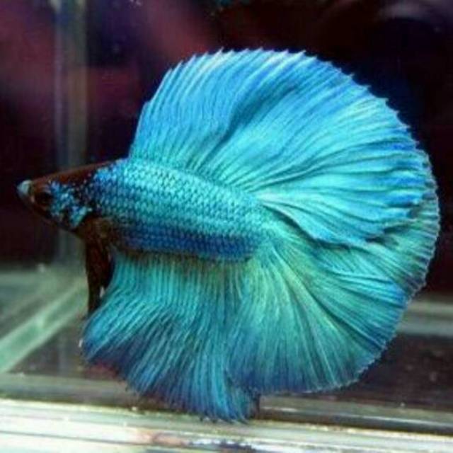 Ikan Cupang Halfmoon Bagan Serit Medan Malaysia Biru Putih Merah Murah Berkualitas Real Picture Shopee Indonesia