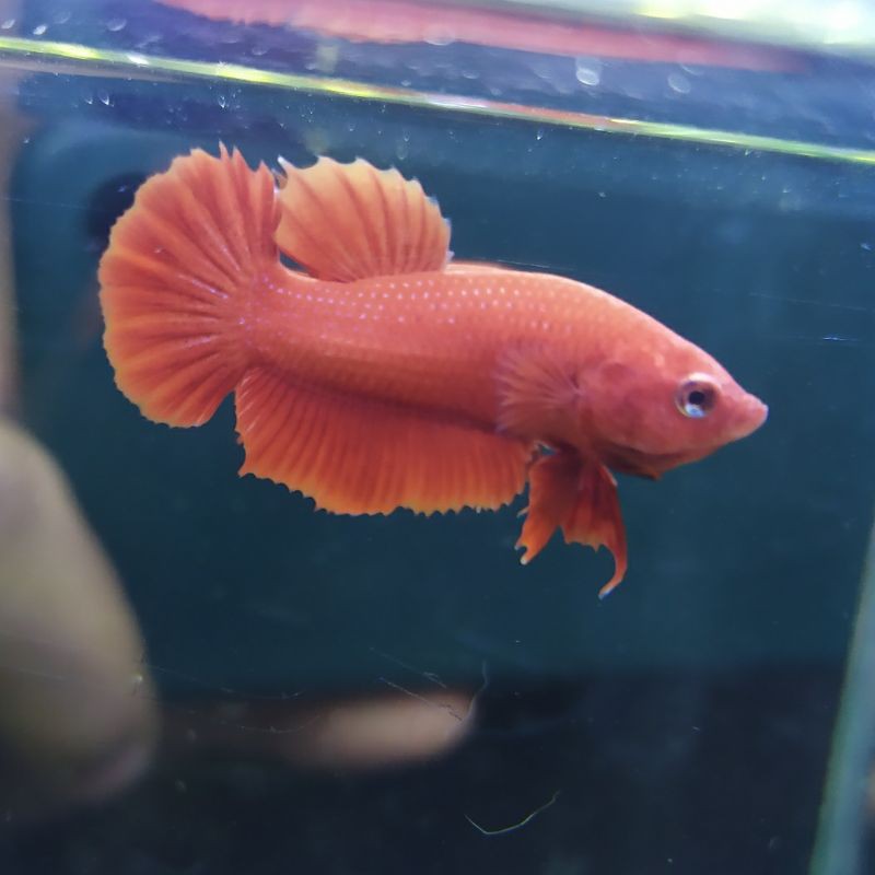 

Ikan Cupang Super Red / Plakat Super Red