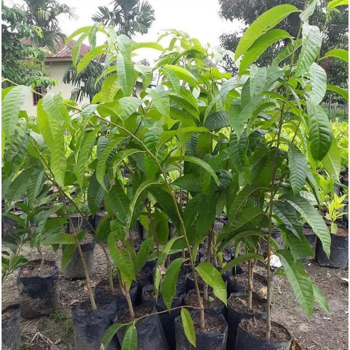 Esc Grosir Jual Bibit Buah Srikaya Merah Okulasi Unggul Bibit Biji Benih Best