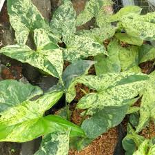 Tanaman Hias Syngonium Mojito/syngonium Jaguar Tanaman indoor