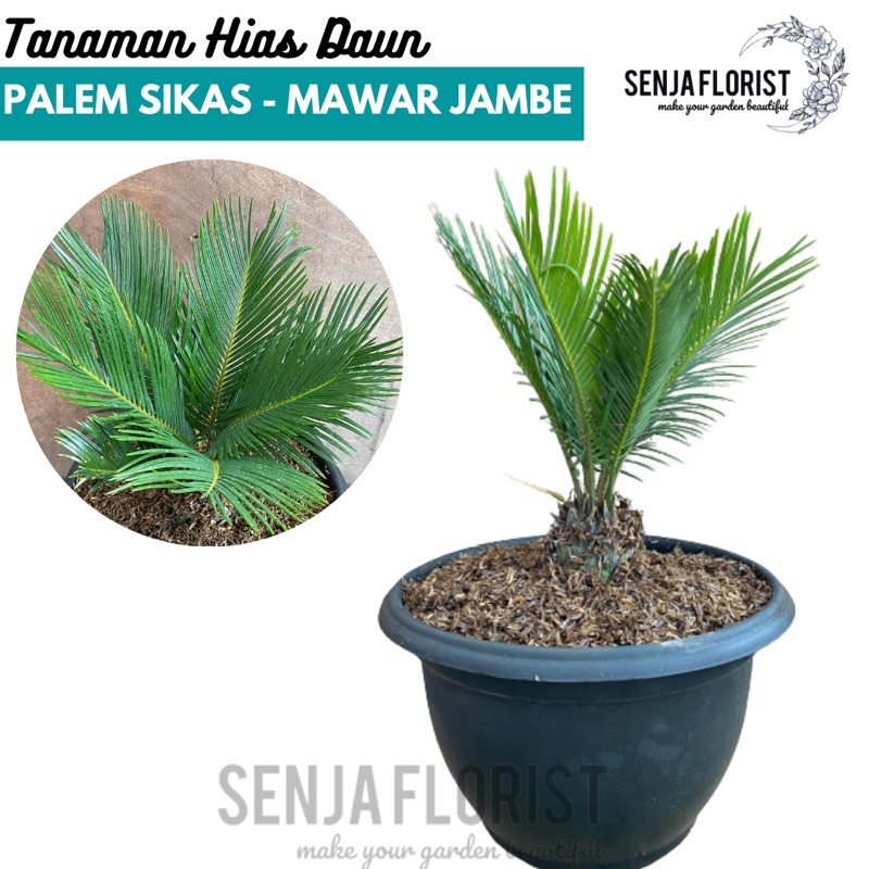Tanaman Palem Sikas Dewasa - Mawar Jambe Dewasa