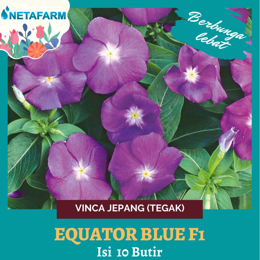 Benih Biji Bibit Bunga Vinca Jepang ( Tegak ) Equator Blue F1 - 10 Btr