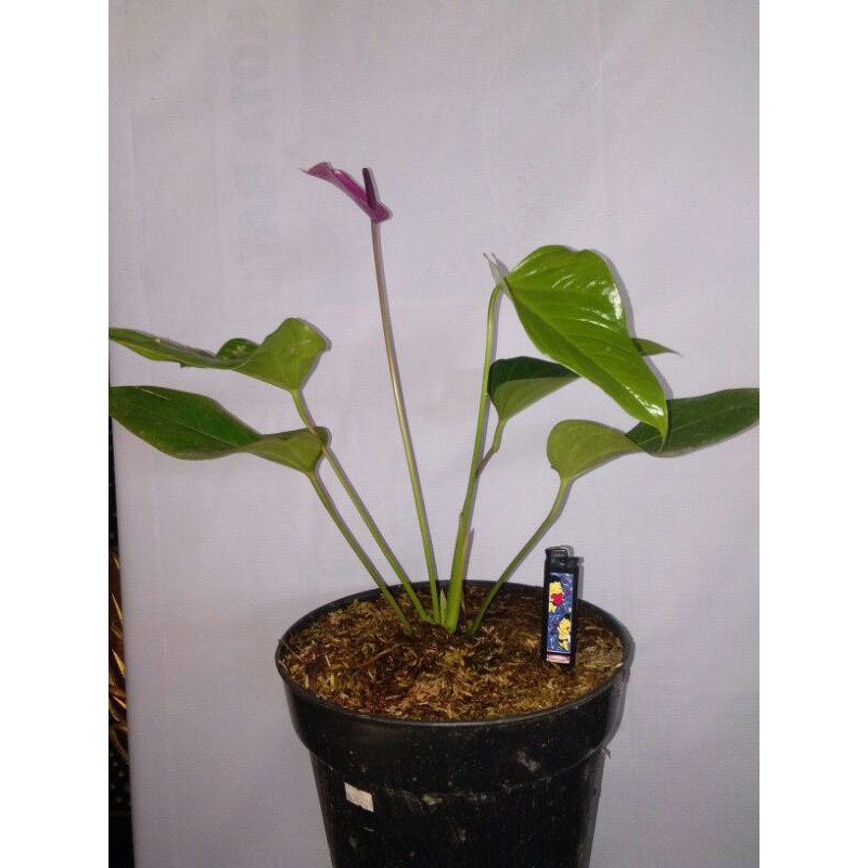 Anthurium bunga ungu