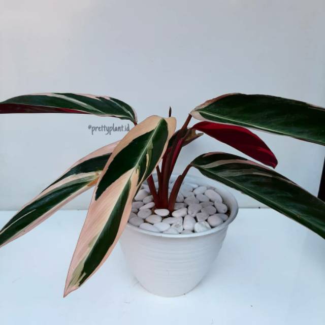Calathea multicolor atau calathea triostar