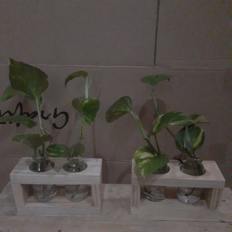 vas bunga kayu jati/ vas bunga kayu sudah berikut tanaman air