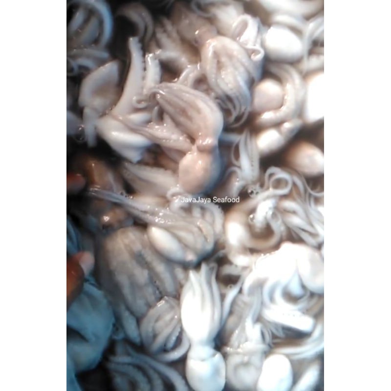

Baby Gurita / Baby octopus / Gurita