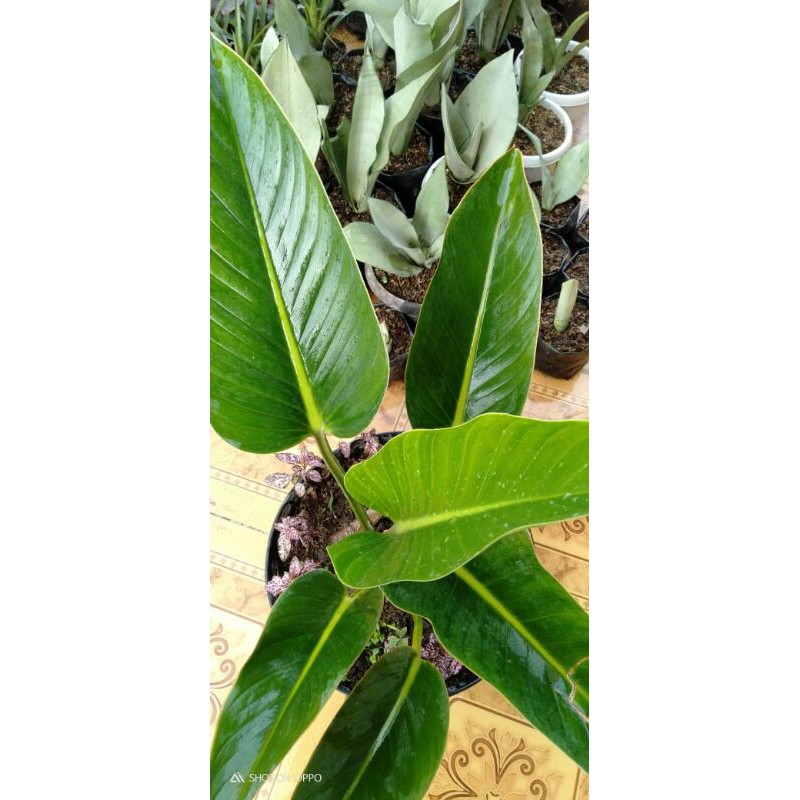 philodendron puqii green. philo green. remaja