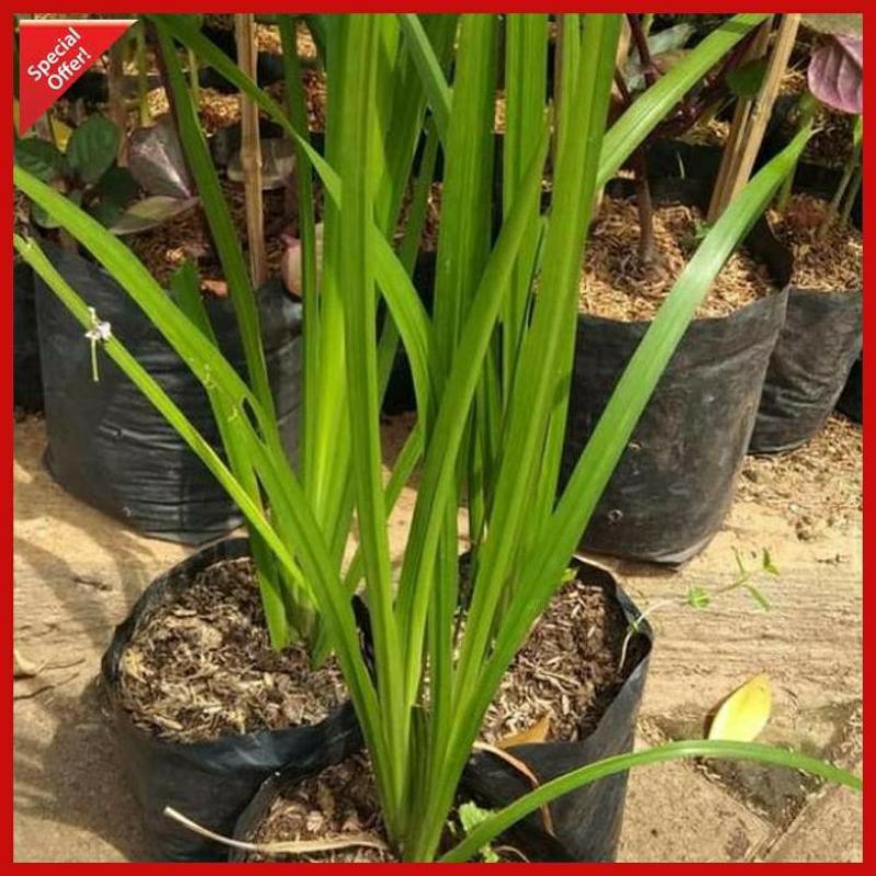 Tanaman Herbal Dlingo