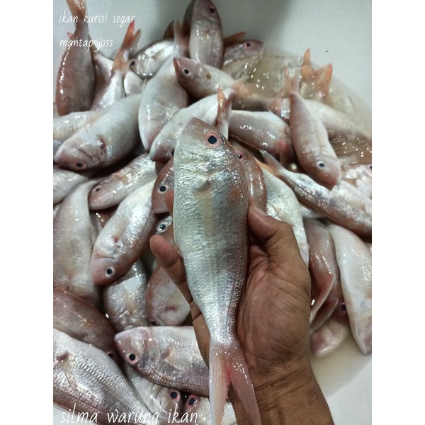 

IKAN KURISI IKAN TERISI SEGAR HARIAN 1KG