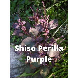 Jual Benih-Bibit Shiso Perilla Purple/Merah (Haira Seed) | Shopee Indonesia