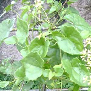 

Daun Sembung Rambat Fresh 500 Gram