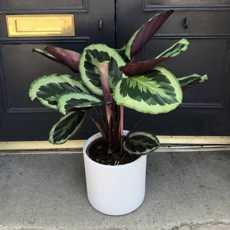 Tanaman Hias Calathea Marion Calathea Import Motif Cantik Calathra Terawat Segar