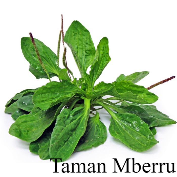 Tanaman Herbal Plantago Major Panastis Obat Demam Tanaman Apotek Hidup Bunga & Tanaman
