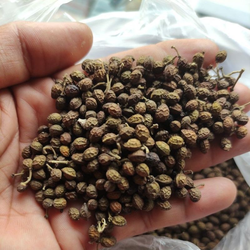 

BIJI KWALOT | WALOT | MALUR | MELUR KERING BUAH MAKASSAR 100 GRAM HERBAL DIABETES ANTIKANKER ALAMI