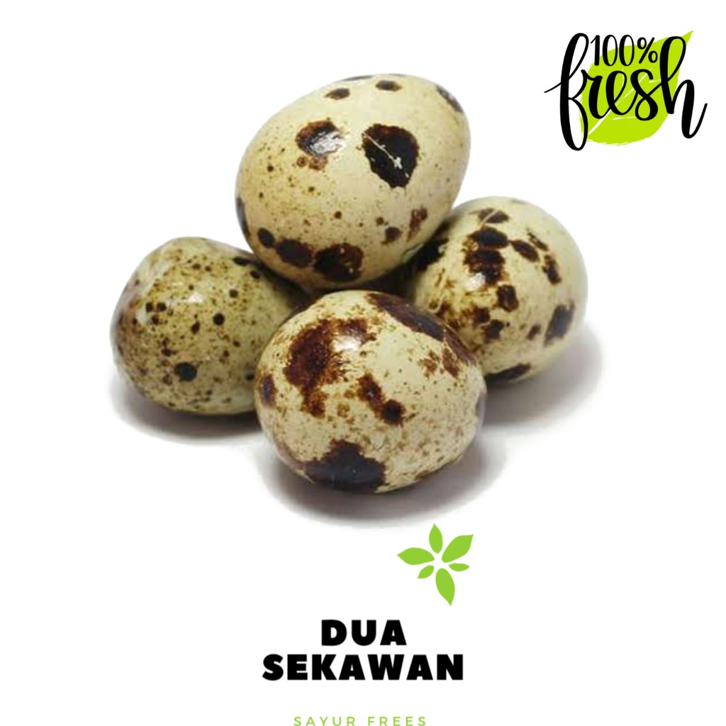 

Dua Sekawan | telur puyuh mentah